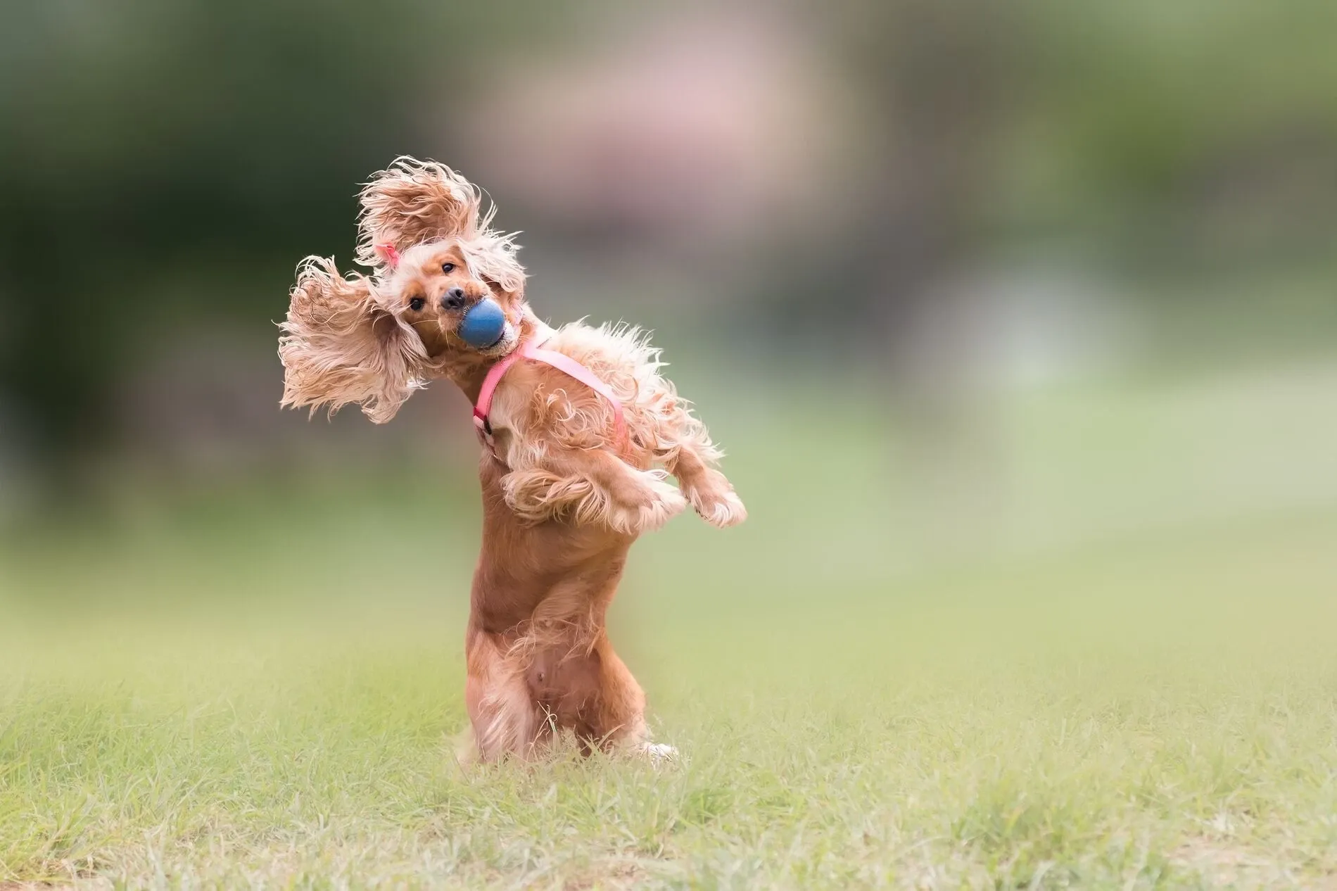 犬